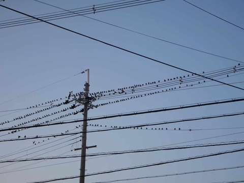 20260124ムクドリ (5)