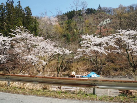 202504112樫田桜 (9)