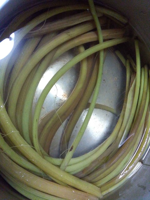 yamabuki1_4