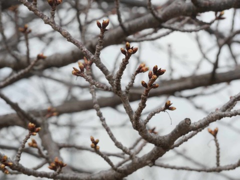 20260206筒井池公園 (5)