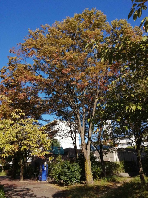 202110紅葉 (3)