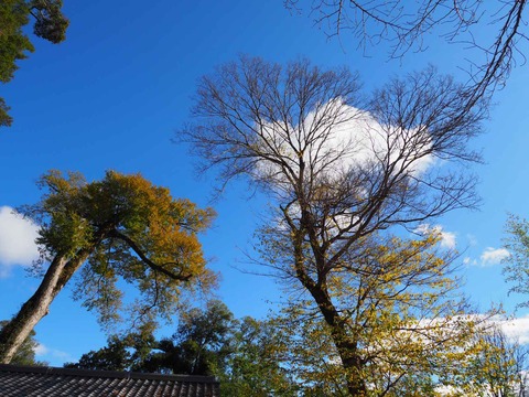 20211127北部紅葉 (20)
