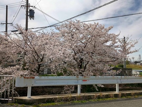 20260405桜 (1)