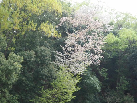 20250420山桜 (8)