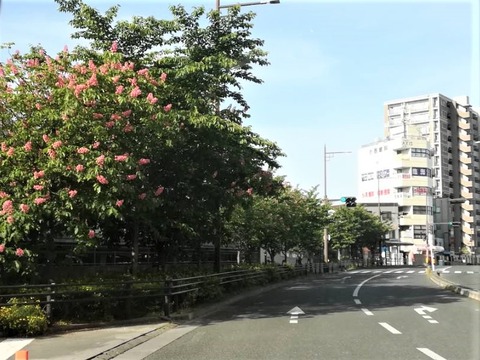 202304504マロニエ (3)