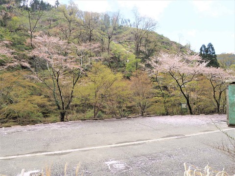 20230408樫田方面桜 (23)
