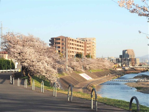 20230328芥川桜堤 (1)