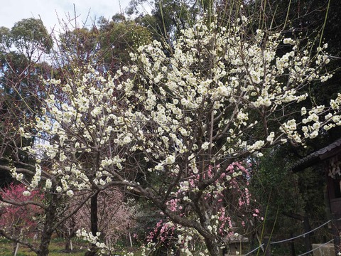 20230225天神祭り (66)