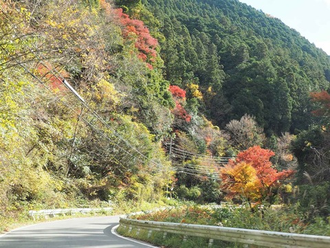 20211127北部紅葉 (13)