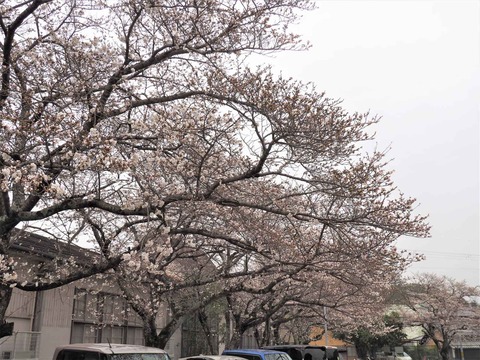 20230325原の桜 (5)