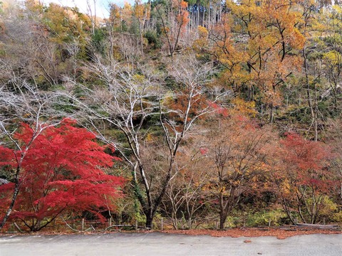 20211127北部紅葉 (8)