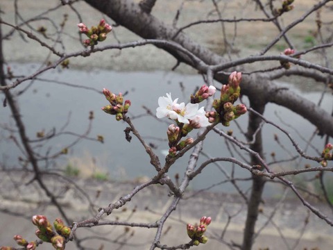 20230321芥川桜堤 (11)