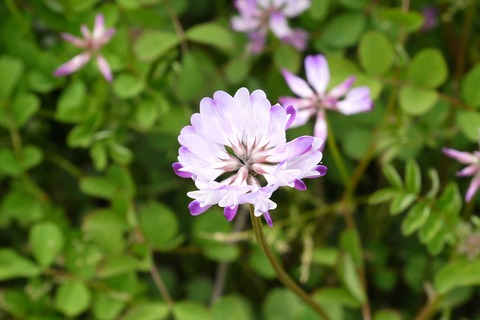 20200411renge4