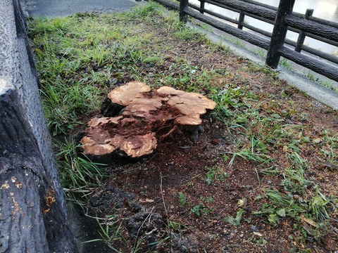 20240315芥川サクラ伐採 (4)