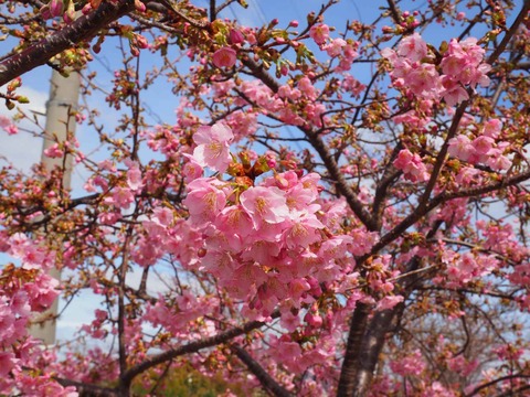 20240224今城塚古墳公園 (11)