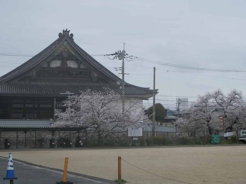 20260401富田桜 (16)