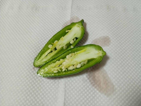 20250817こどもピーマン (3)