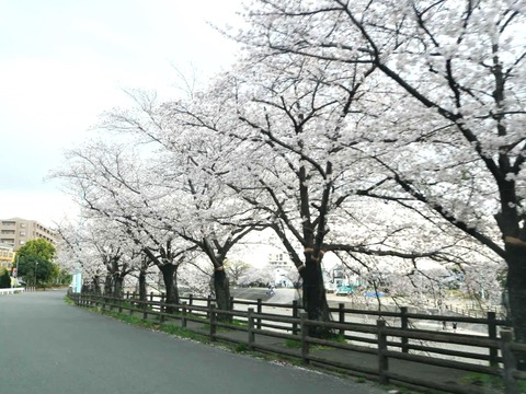 20250408桜 (39)