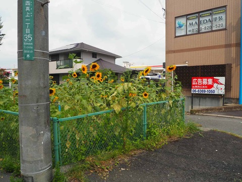 20250824ひまわり (8)