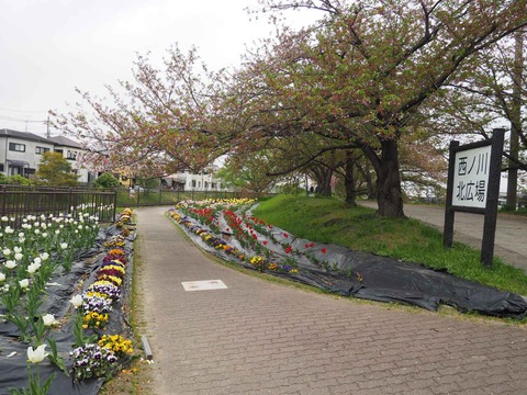 20220413三箇牧チューリップ (10)