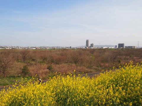 20230401島本上牧セイヨウカラシナ  (8)