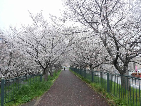 20260401玉川桜 (43)