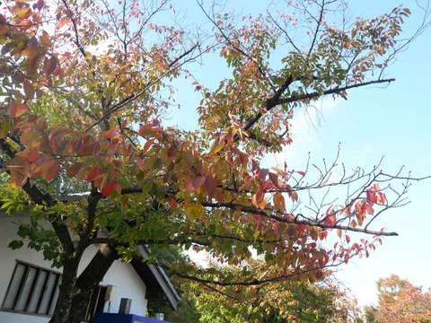 20251108高槻城公園南地区 (7)