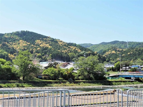 20220504樫田新緑 (1)