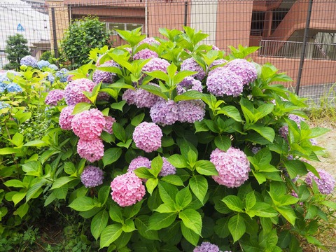20230610富田第一公園 (5)