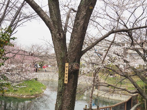 20230325筒井池公園 (17)