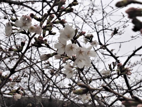 20230321芥川桜堤 (4)