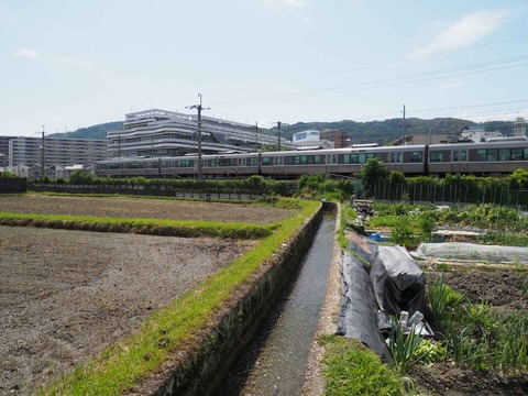 20230520島本町レンガ (17)