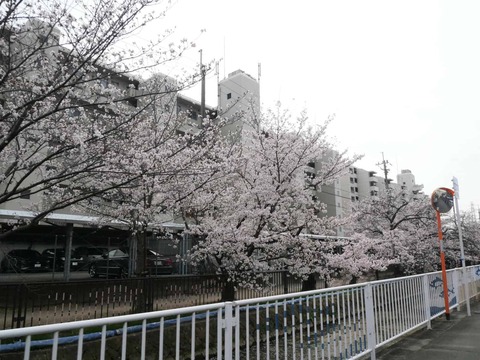 20260330水路沿い (2)