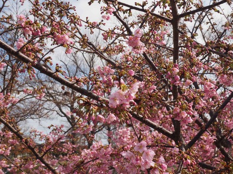 20240224今城塚古墳公園 (3)