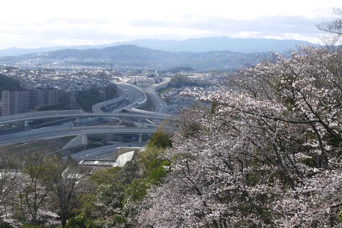 20200329sakura11