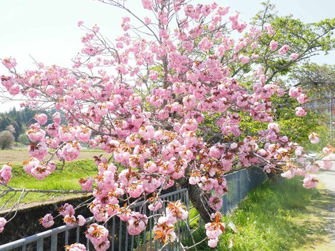 20250427樫田桜 (13)