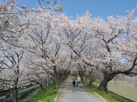 20260406桜 (124)