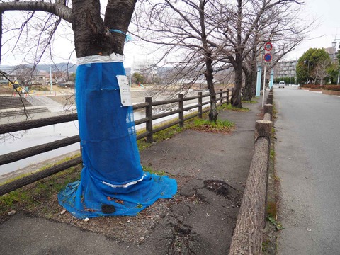 20240217芥川桜堤 (6)