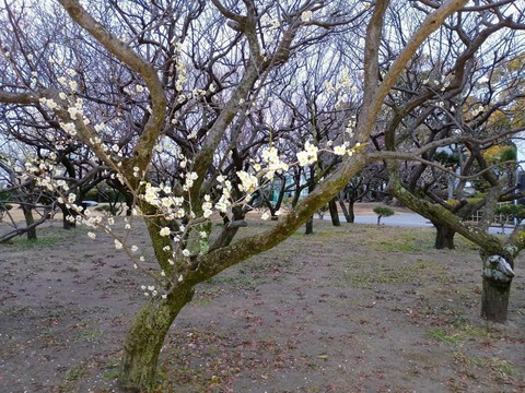 20250304梅 (15)