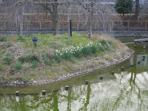 20260115筒井池公園