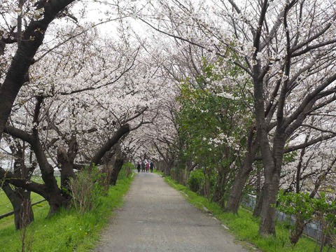 20230325玉川沿い桜 (12)