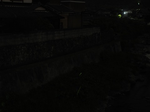 20240517ホタル (3)