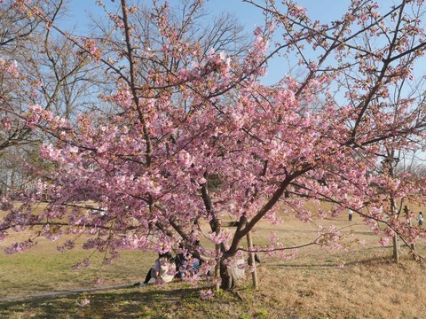 20260301河津桜今城 (1)