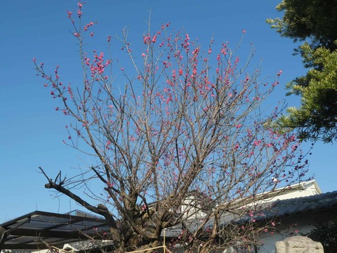 20260221阿久刀神社 (2)