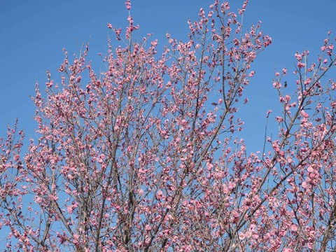 20260217茨木梅林 (5)