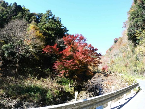 20241207府道6号紅葉 (17)