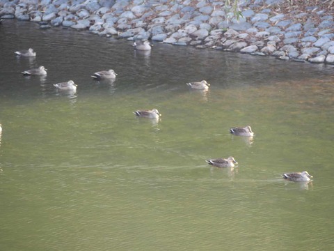 20260301今城カモ (20)