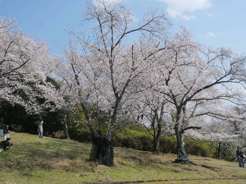 20260403桜 (21)