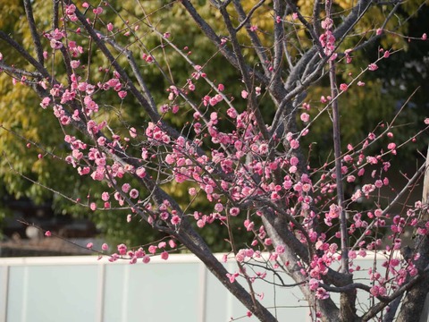 20260204しろあと梅 (8)