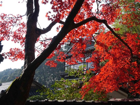 kabuzan20181127_10